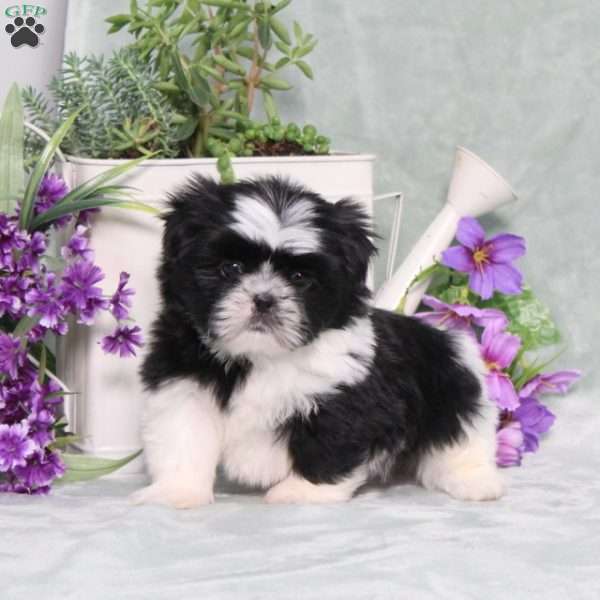 Polecat, Shih Tzu Puppy